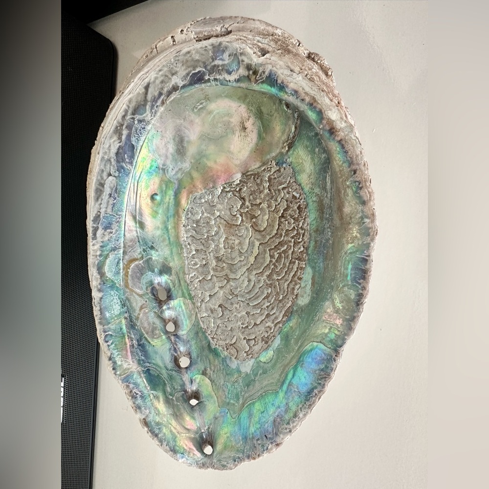 Large Abalone Shell Dish - Picture 2 of 15